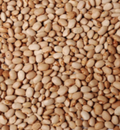 Beans (Drum)