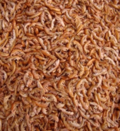 Dried Crayfish